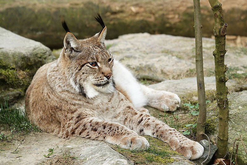 Tierfreigehege Nationalpark Bayerischer Wald